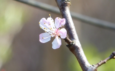 Prunus armeniaca 'Goldrich'